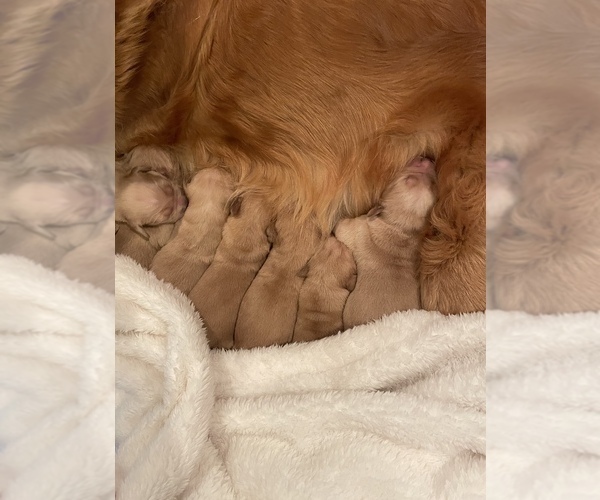 Medium Photo #10 Golden Retriever Puppy For Sale in SOUTHPORT, NC, USA