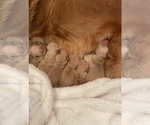 Small Photo #10 Golden Retriever Puppy For Sale in SOUTHPORT, NC, USA