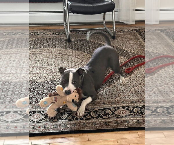 Medium Photo #27 American Pit Bull Terrier-American Staffordshire Terrier Mix Puppy For Sale in Brewster, NY, USA