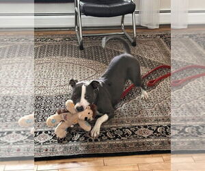 Angela - Female American Pit Bull Terrier Dog for Adoption - Photo #27