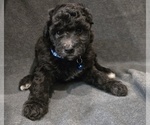 Small Photo #5 Whoodle (Miniature) Puppy For Sale in KATY, TX, USA