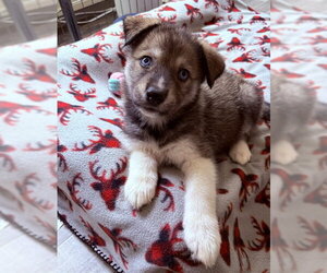 Siberian Husky-Unknown Mix Dogs for adoption in Plainfield, IL, USA