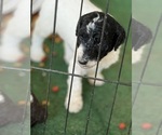 Small #7 Poodle (Standard)