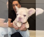 Small #1 French Bulldog