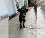 Small #2 Labrador Retriever Mix