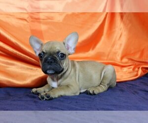 French Bulldog Puppy for sale in FISHER ISLAND, FL, USA