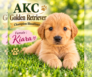 Golden Retriever Puppy for sale in SUGAR LAND, TX, USA