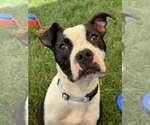 Small #1 American Pit Bull Terrier Mix