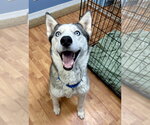 Small Photo #4 Siberian Husky Puppy For Sale in Cedar Crest, NM, USA