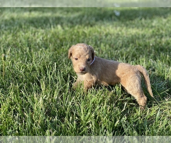 Medium Photo #2 Irish Doodle Puppy For Sale in COLONIAL HEIGHTS, TN, USA