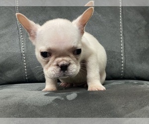 French Bulldog Puppy for sale in SAN JOSE, CA, USA