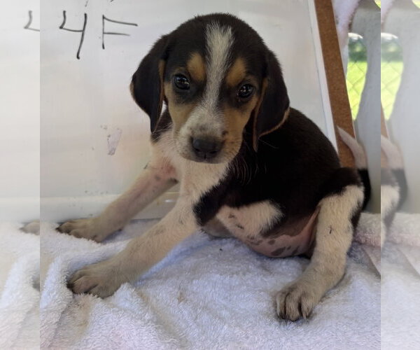 Medium Photo #1 American Foxhound-Unknown Mix Puppy For Sale in Rustburg, VA, USA