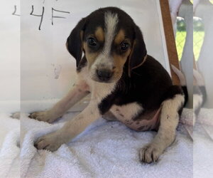American Foxhound-Unknown Mix Dogs for adoption in Rustburg, VA, USA