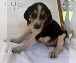 Small American Foxhound Mix