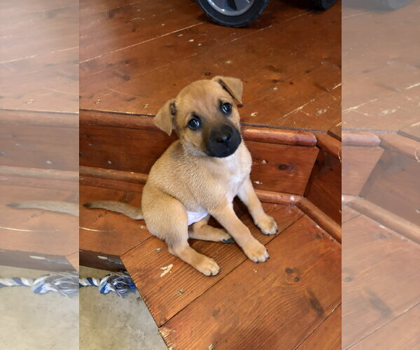 Medium Photo #5 German Shepherd Dog-Unknown Mix Puppy For Sale in Holly Springs, NC, USA