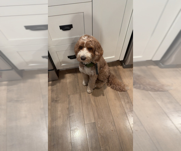 Medium Photo #1 Goldador Doodle Puppy For Sale in YELM, WA, USA