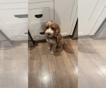 Small Photo #1 Goldador Doodle Puppy For Sale in YELM, WA, USA