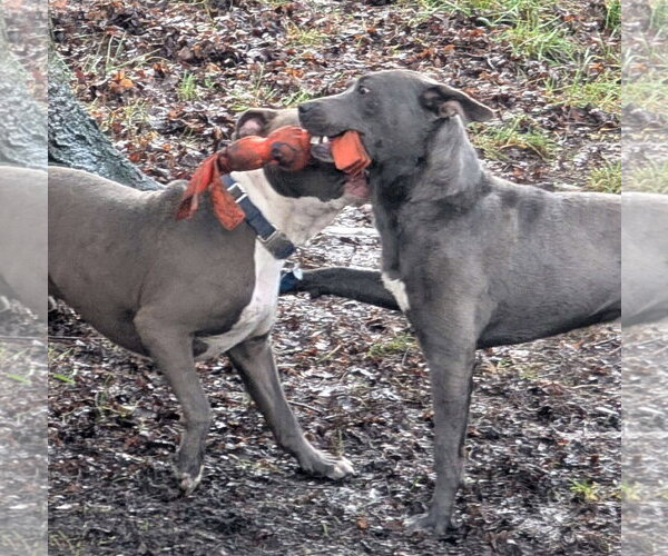 Medium Photo #27 American Pit Bull Terrier-Labrador Retriever Mix Puppy For Sale in Germantown, OH, USA