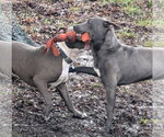 Small #26 American Pit Bull Terrier-Labrador Retriever Mix