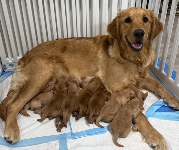 Medium Photo #4 Golden Retriever-Red Heeler Mix Puppy For Sale in DEERFIELD BEACH, FL, USA