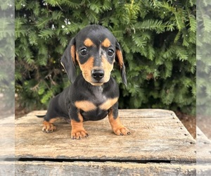 Dachshund Puppy for sale in MIDDLEBURY, IN, USA