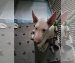 Small Photo #20 Bull Terrier Puppy For Sale in LONG BEACH, CA, USA
