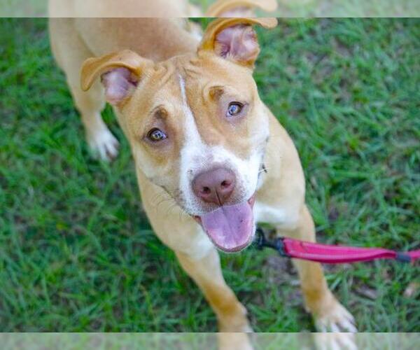 Medium Photo #3 American Staffordshire Terrier Puppy For Sale in Tallahassee, FL, USA