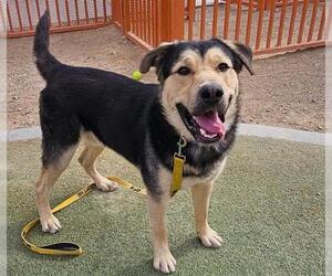 German Shepherd Dog-Unknown Mix Dogs for adoption in Las Vegas, NV, USA