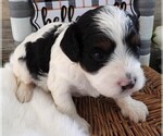 Small Photo #4 Cavapoo Puppy For Sale in CARLISLE, KY, USA