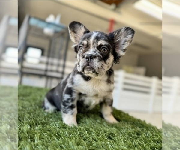 Medium Photo #4 French Bulldog Puppy For Sale in DALLAS, TX, USA