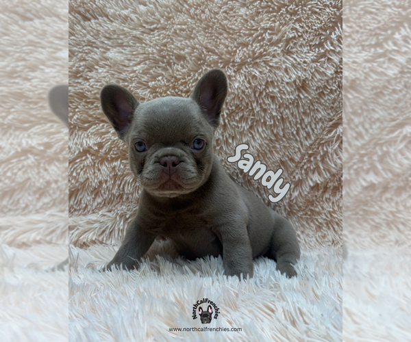 Medium Photo #1 French Bulldog Puppy For Sale in SACRAMENTO, CA, USA