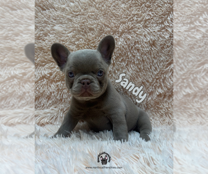 French Bulldog Puppy for sale in SACRAMENTO, CA, USA