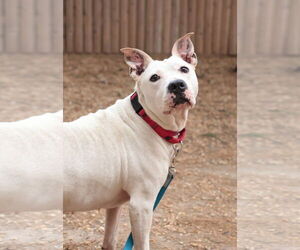 Mutt Dogs for adoption in Philadelphia, PA, USA