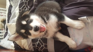 Alaskan Malamute Puppy for sale in WELLSTON, OH, USA