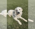 Small #5 Great Pyrenees