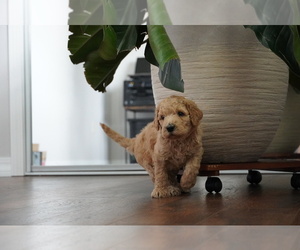 Goldendoodle Puppy for sale in CITY OF SPOKANE VALLEY, WA, USA