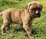 Puppy Prince Boxer