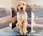 Small Photo #1 Golden Retriever Puppy For Sale in KINGMAN, AZ, USA