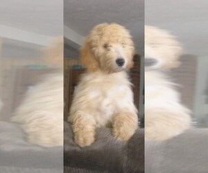 Goldendoodle Puppy for Sale in DORSET, Ohio USA