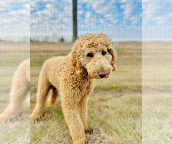 Medium Photo #5 Labradoodle Puppy For Sale in Pacolet, SC, USA
