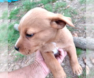 Border Collie Dogs for adoption in Rutherfordton, NC, USA