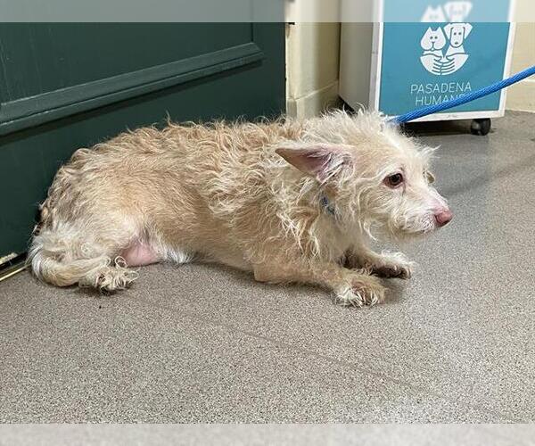 Medium Photo #1 Mutt Puppy For Sale in Pasadena, CA, USA