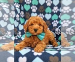 Small Photo #4 Poodle (Miniature) Puppy For Sale in NOTTINGHAM, PA, USA