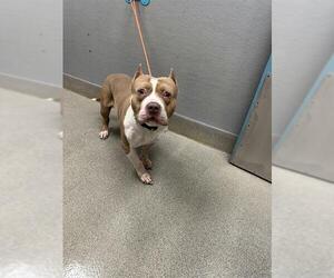Mutt Dogs for adoption in Las Vegas, NV, USA