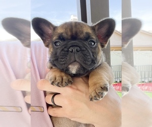 French Bulldog Puppy for sale in BEAUMONT, CA, USA