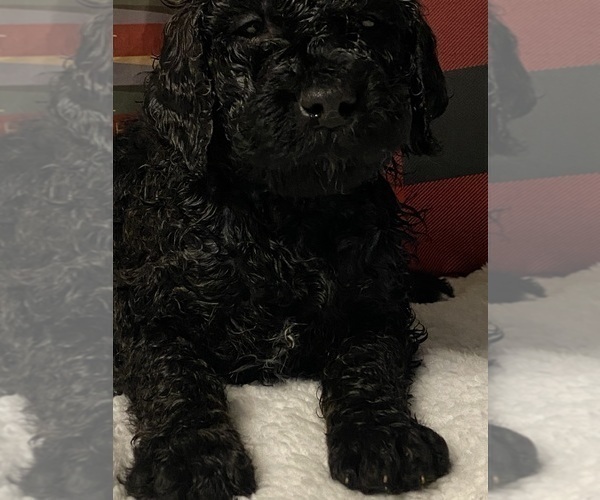Medium Photo #5 Goldendoodle Puppy For Sale in ATHENS, WI, USA