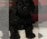 Small Photo #5 Goldendoodle Puppy For Sale in ATHENS, WI, USA