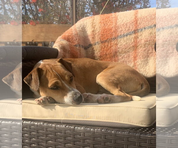 Medium Photo #3 Doxle Puppy For Sale in Oakhurst, NJ, USA