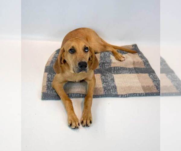 Medium Photo #3 Labrador Retriever-Unknown Mix Puppy For Sale in Kennesaw, GA, USA