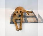 Small #2 Labrador Retriever Mix